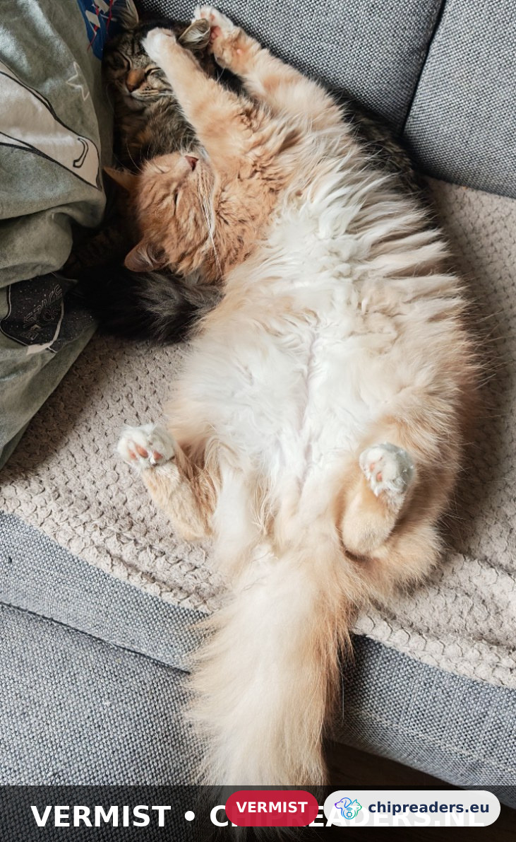 Lenny, kat