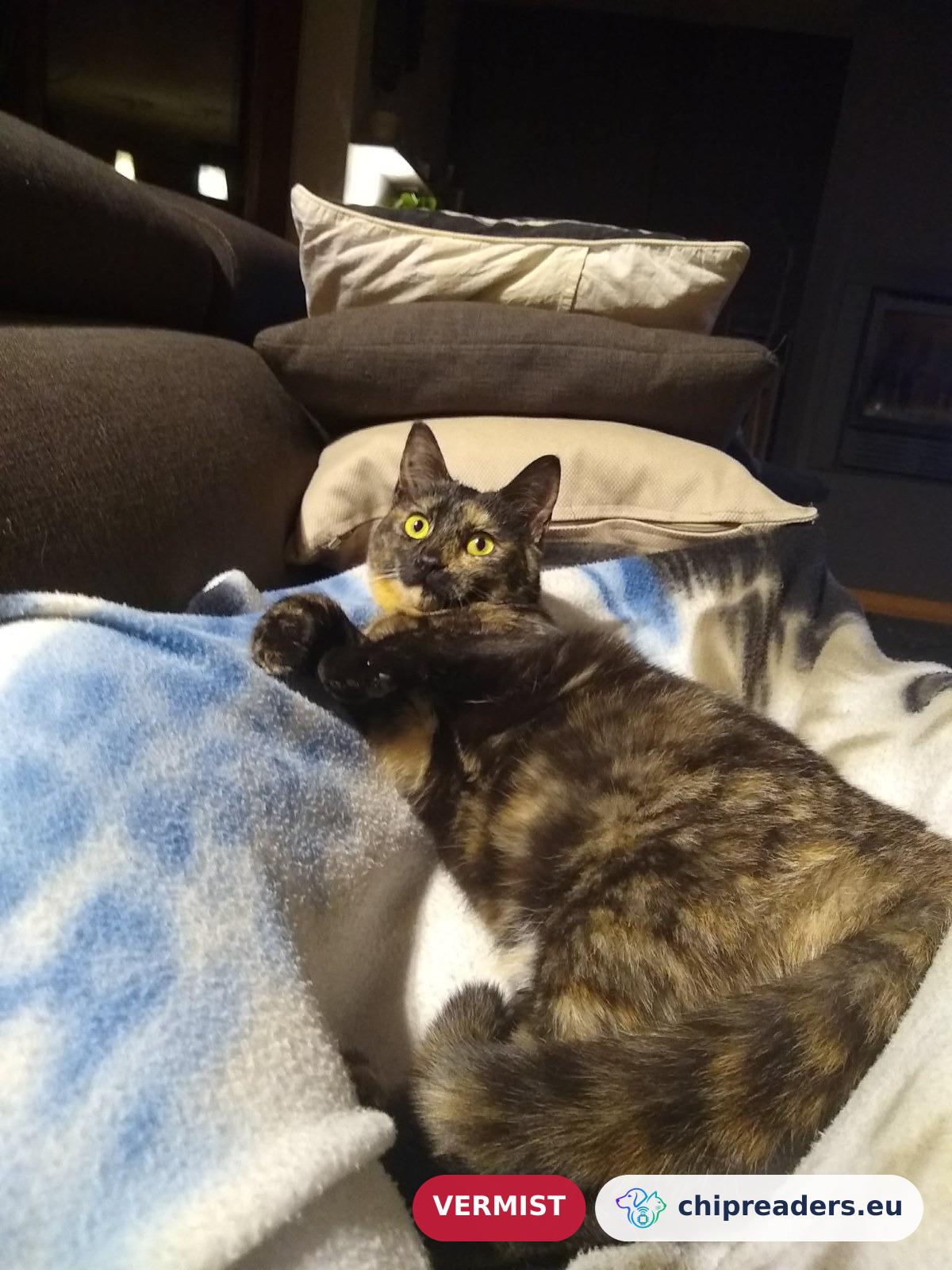 Sisi, kat
