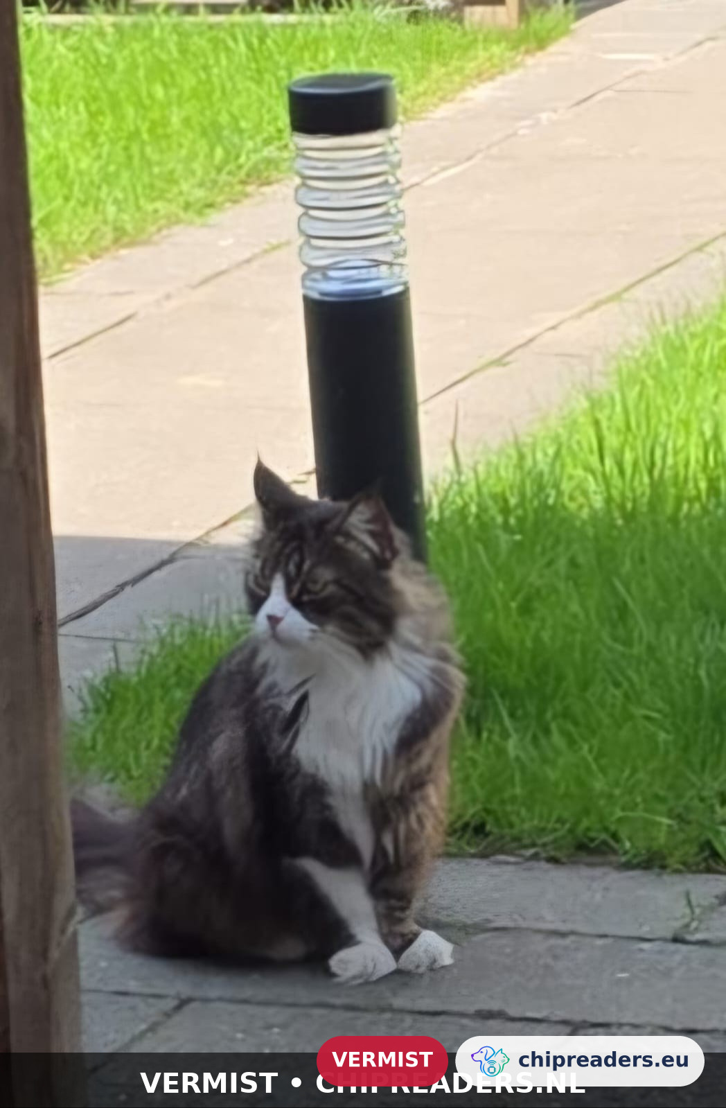 Kiara, kat