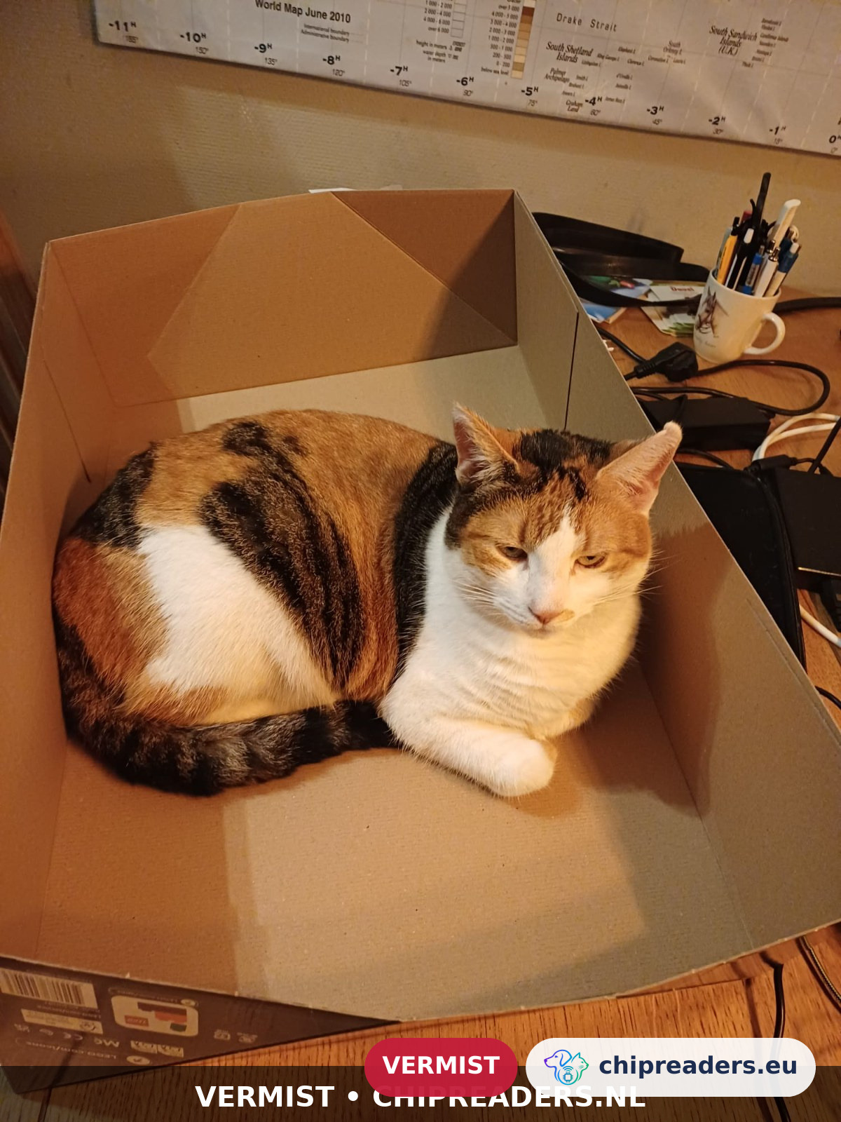 Turtle, kat