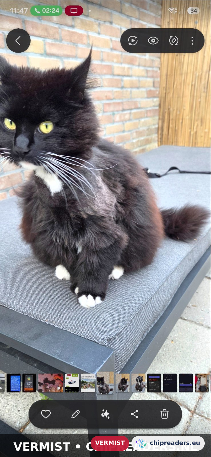 Kruimel, Kat