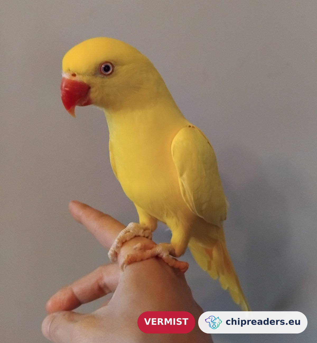 Dax, vogel