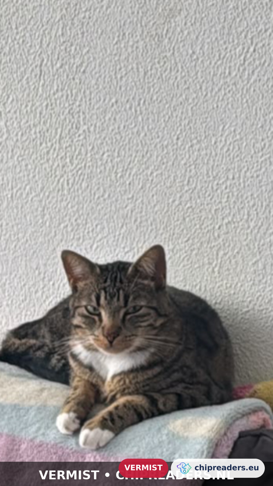 Aslan, kat