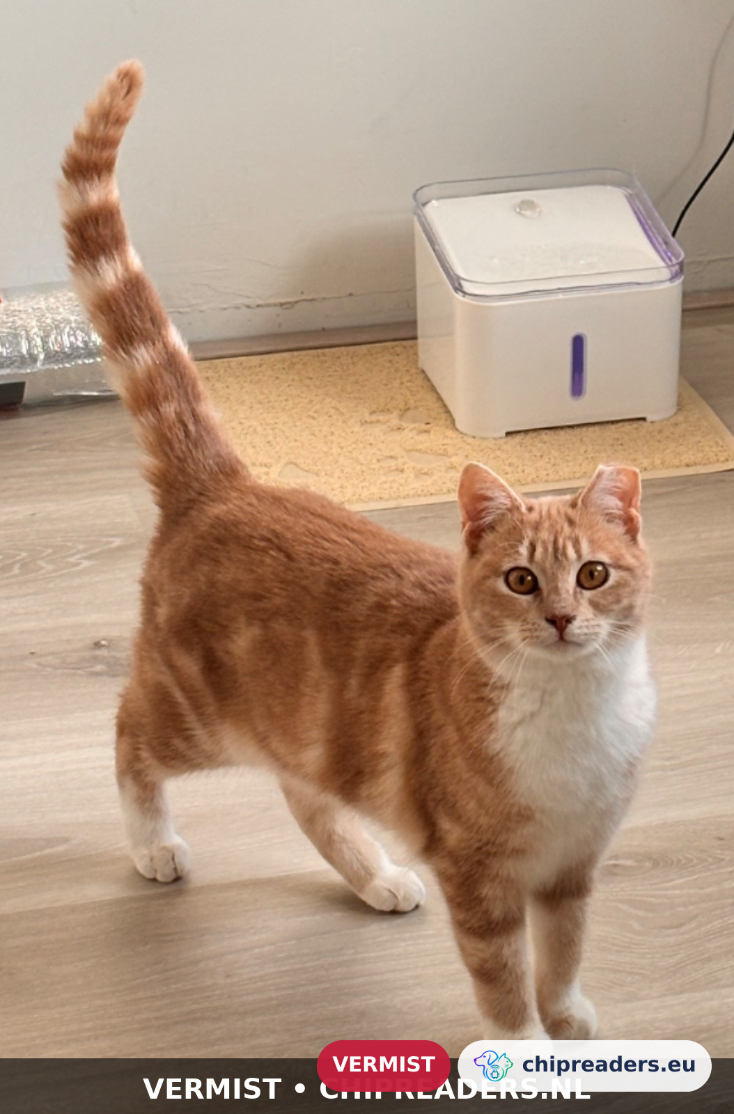 Kuma, kat