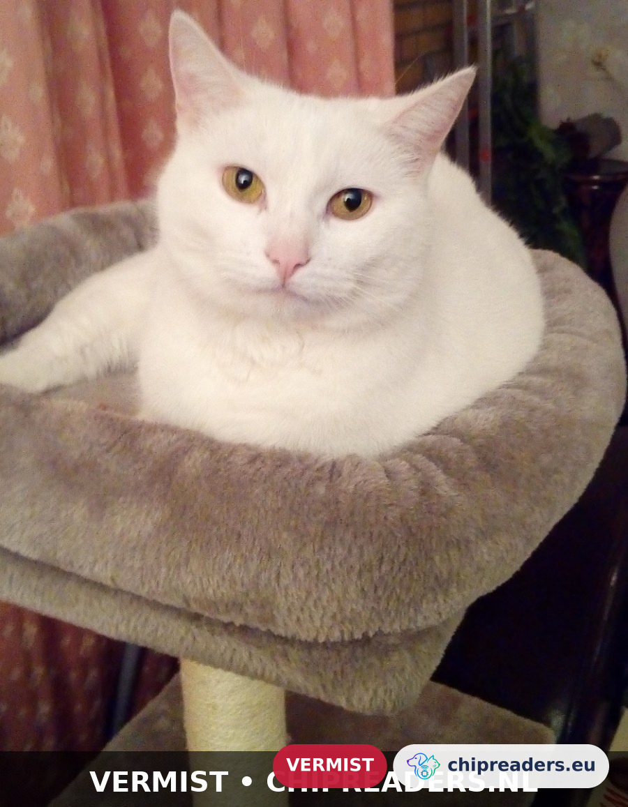 Pixie, kat