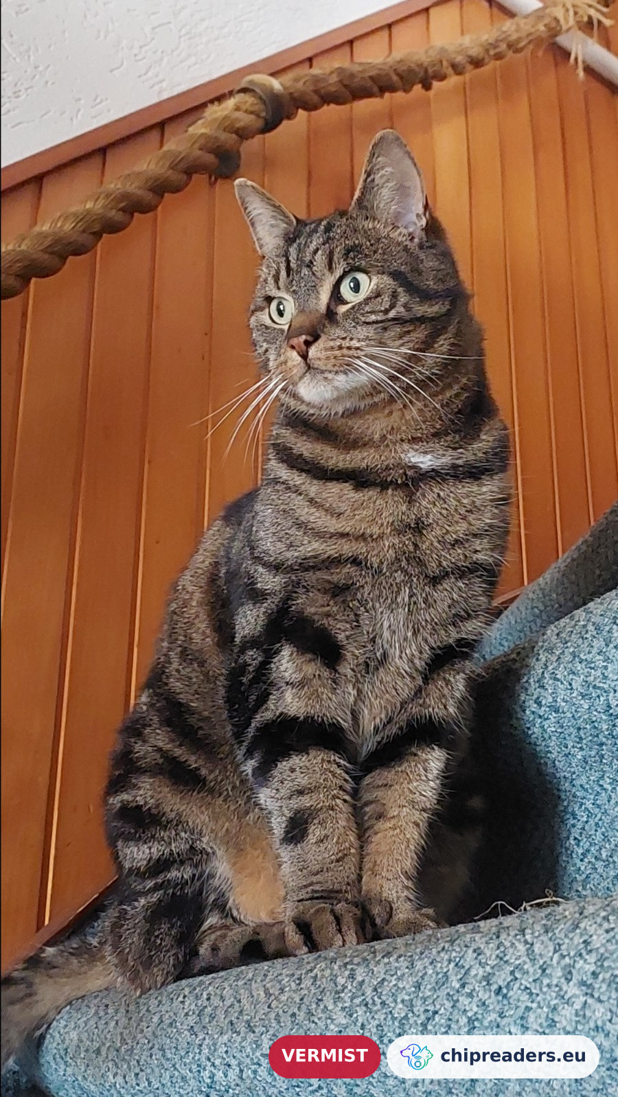 Sammy, kat