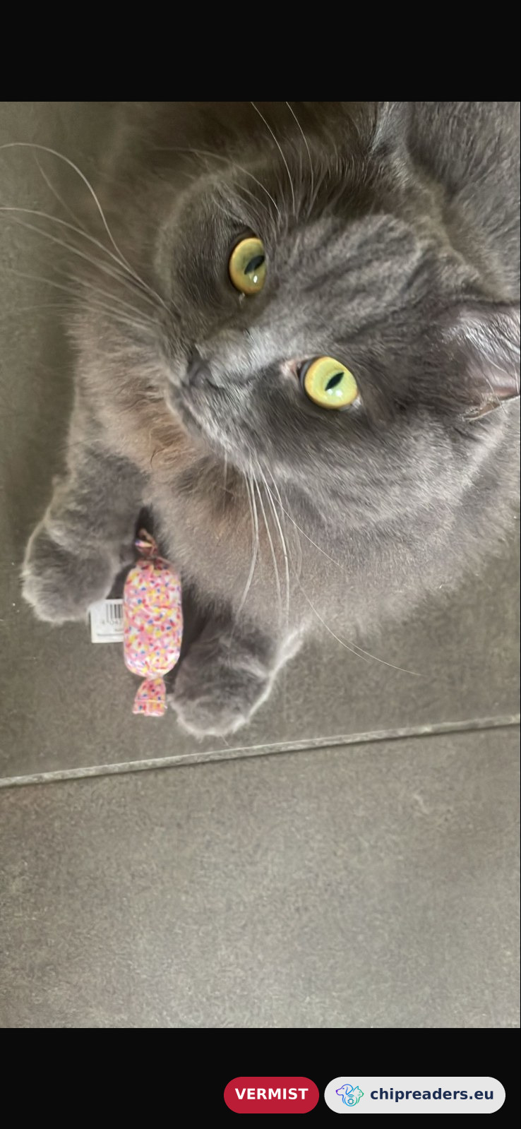 Mimisch, kat