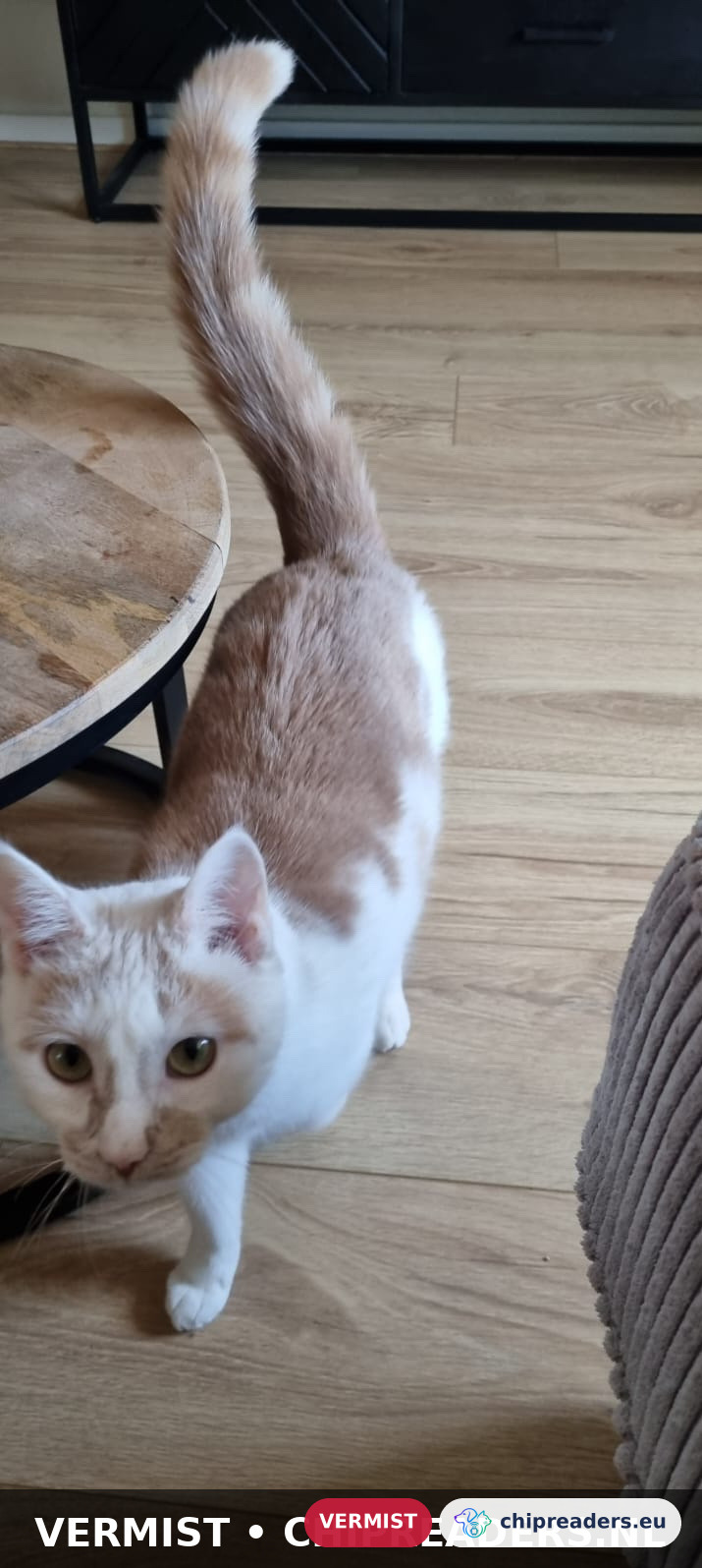 Ollie, Kat