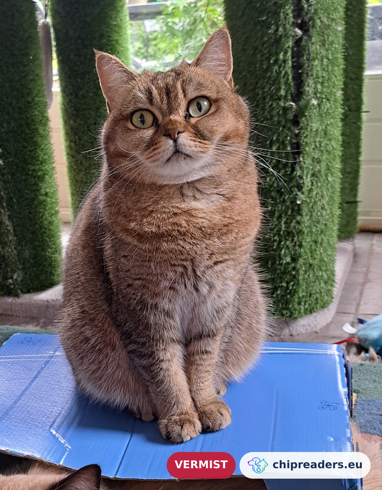 Loetje, kat