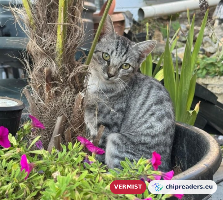 Tijgertje, kat