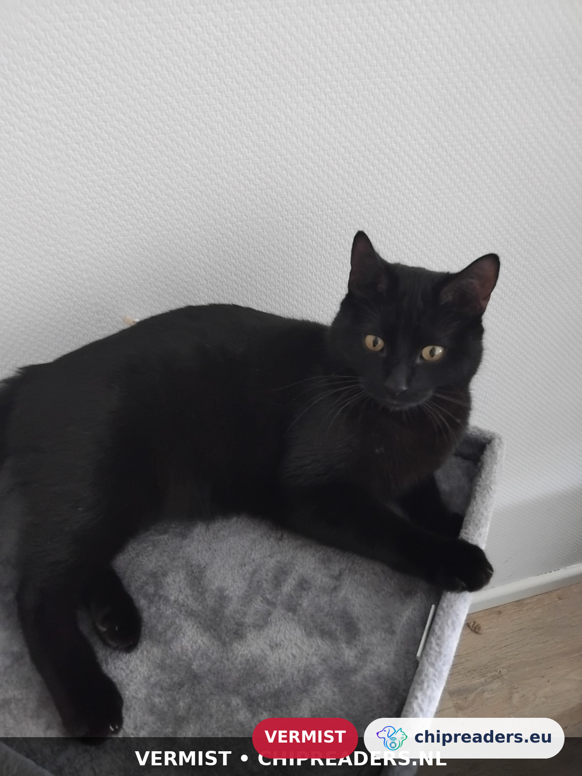 Pasha, Gato