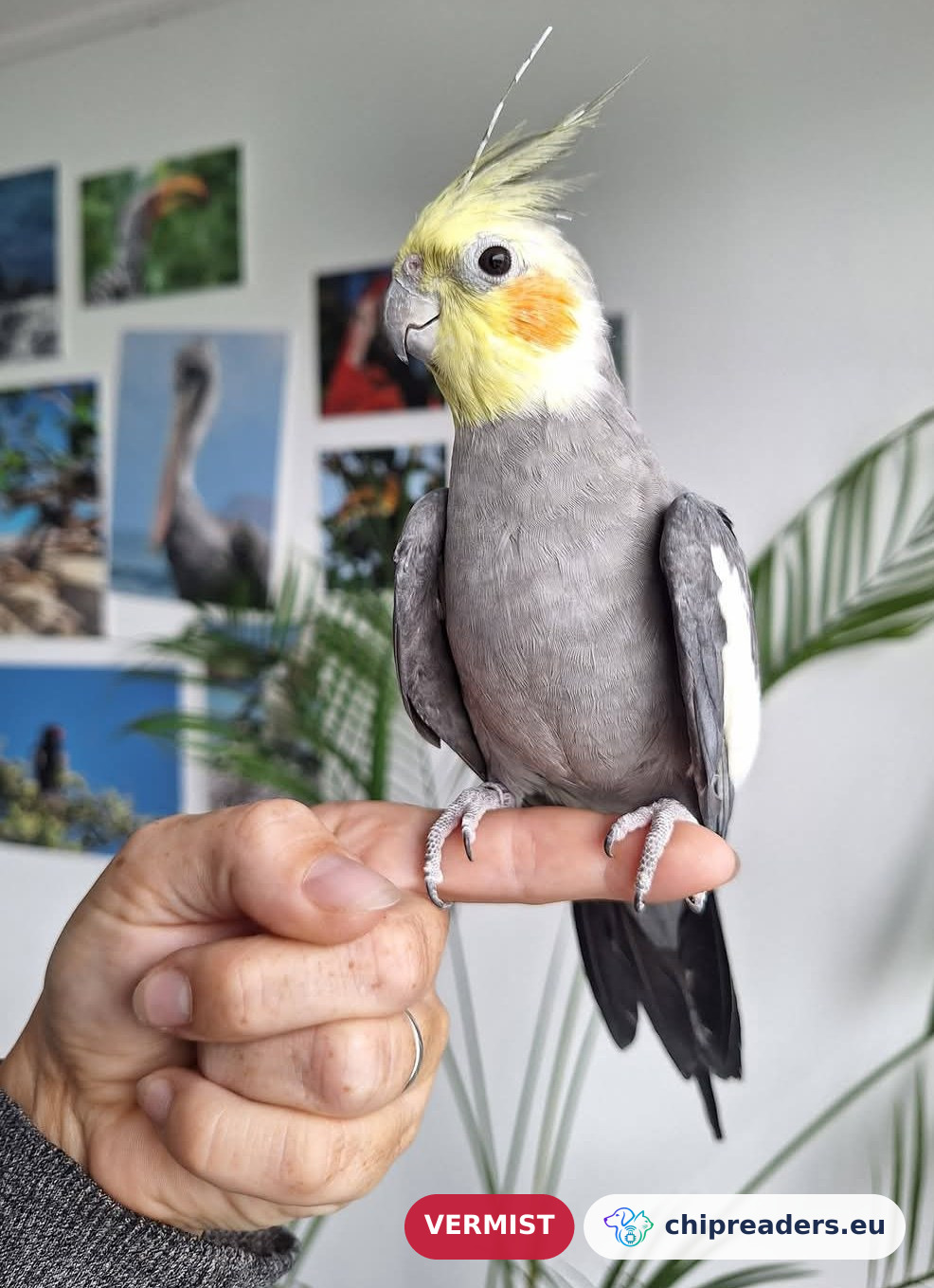 Adrie, vogel