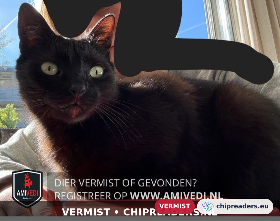 Beau, kat