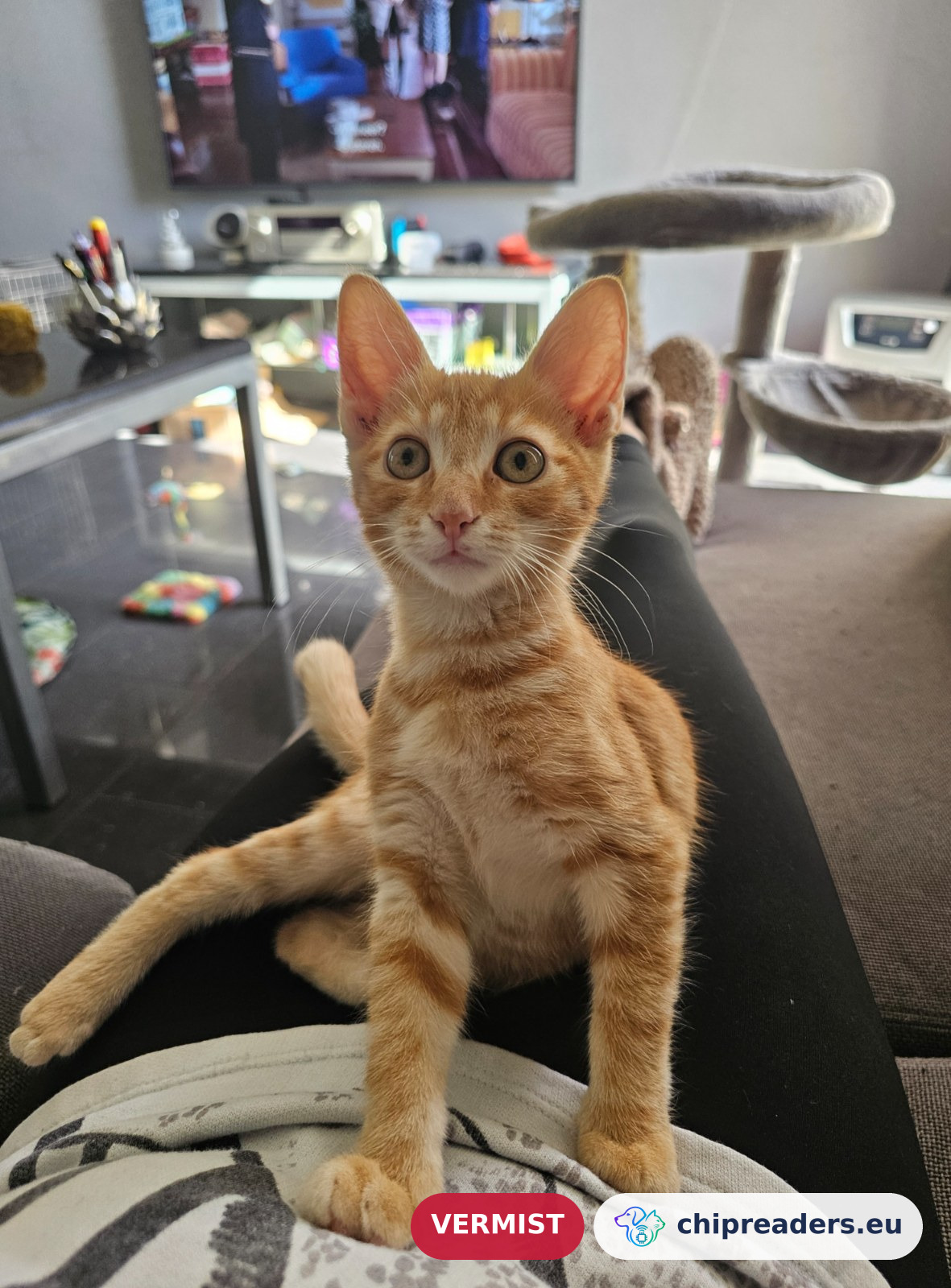 Ollie, kat