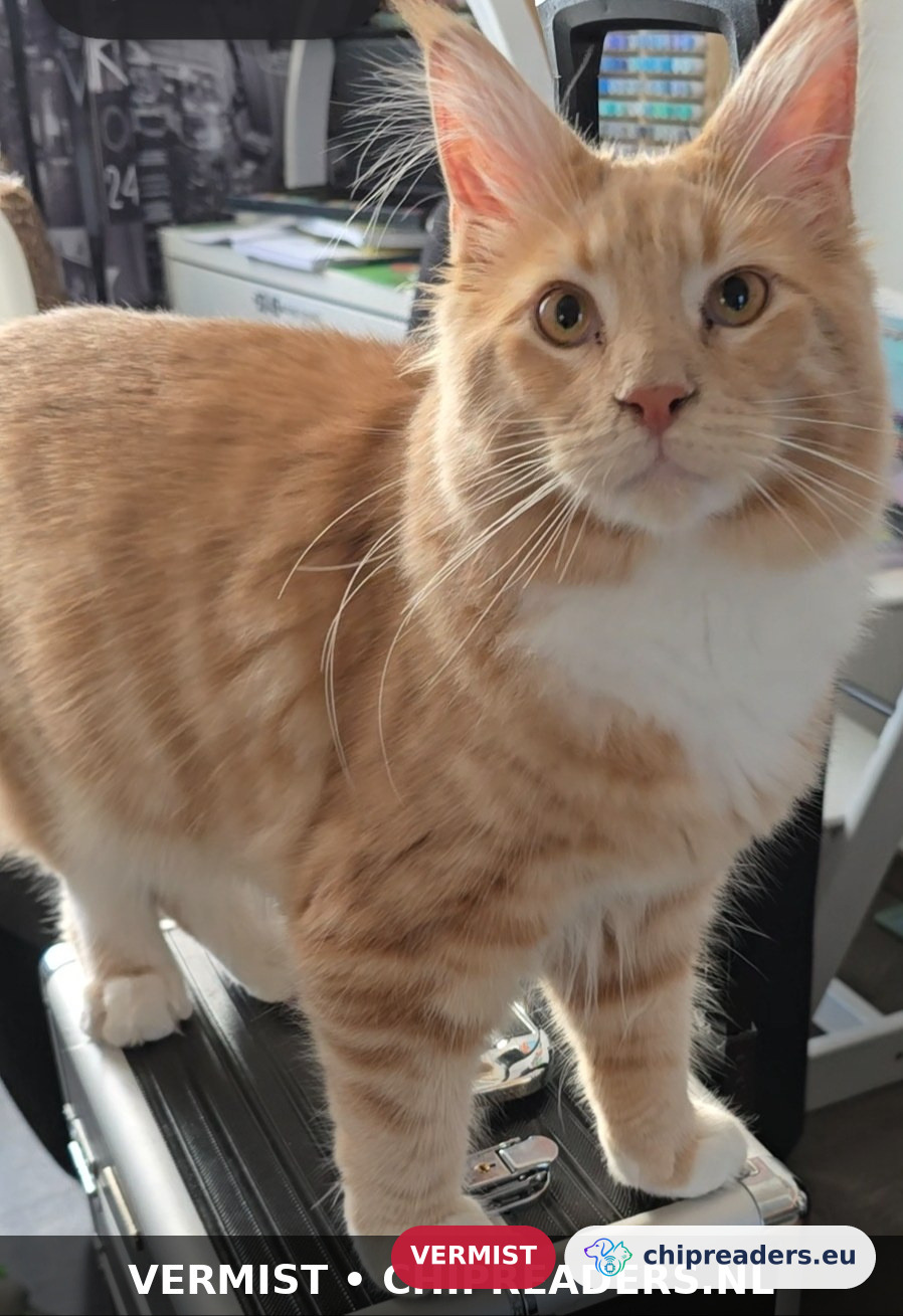 Bowie, Kat