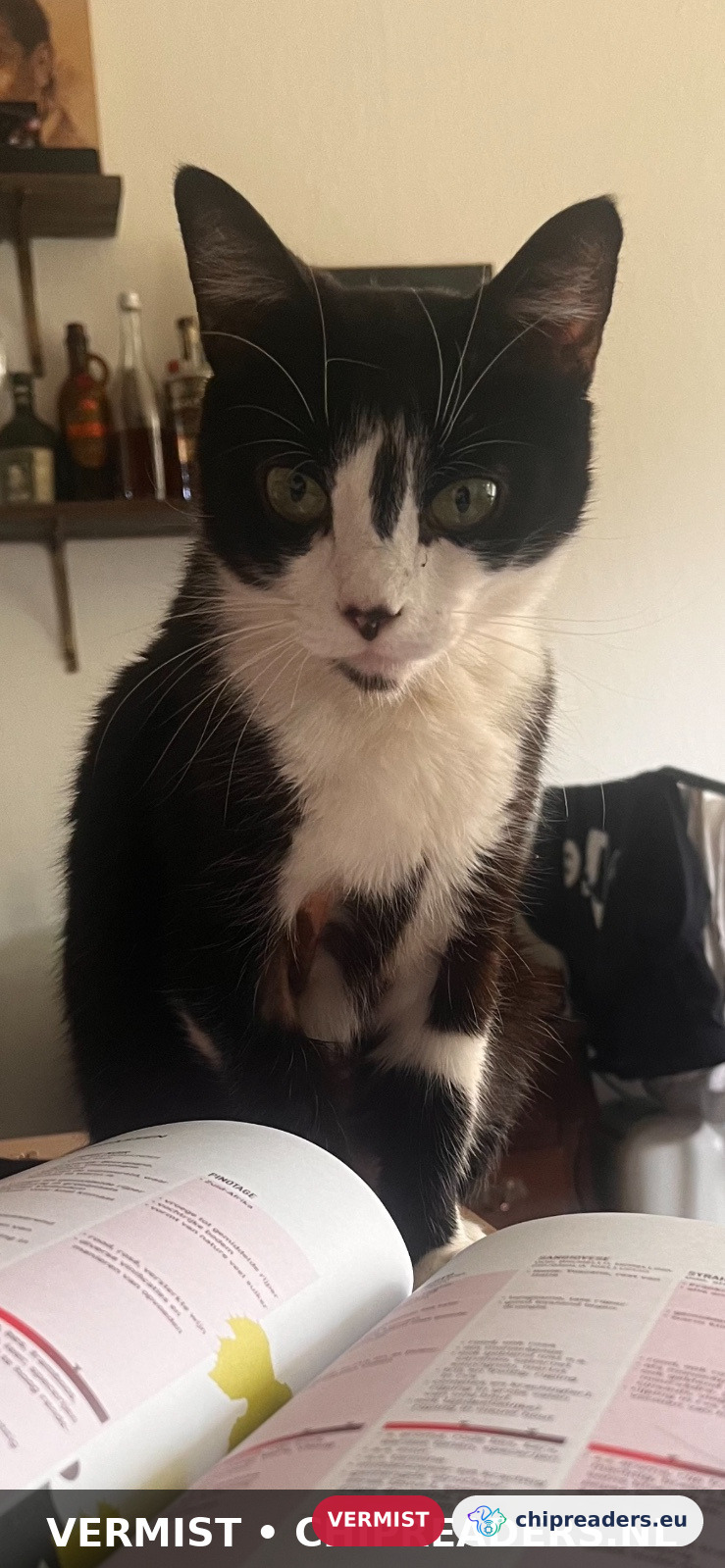 Muis, kat