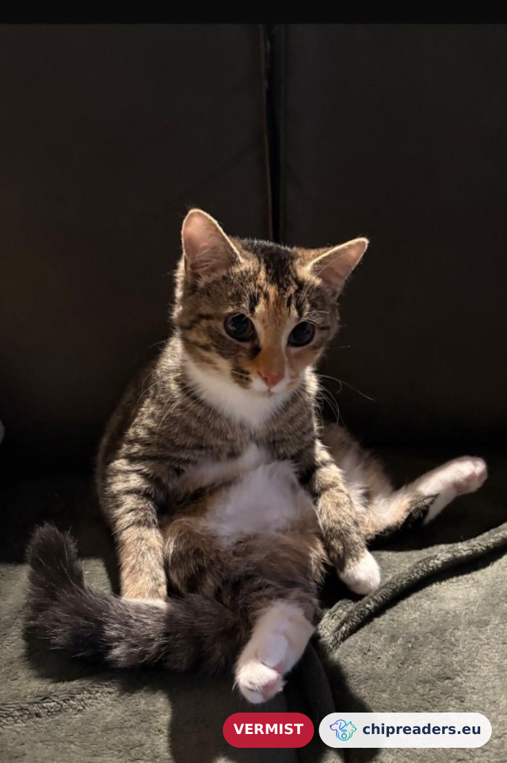Isa, kat