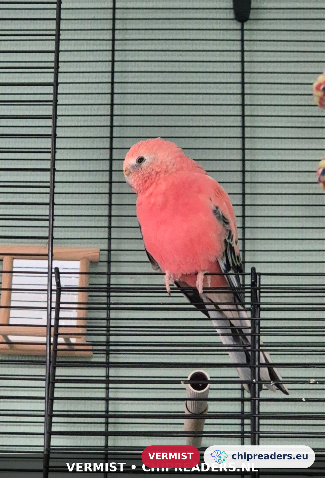 Paco, Vogel