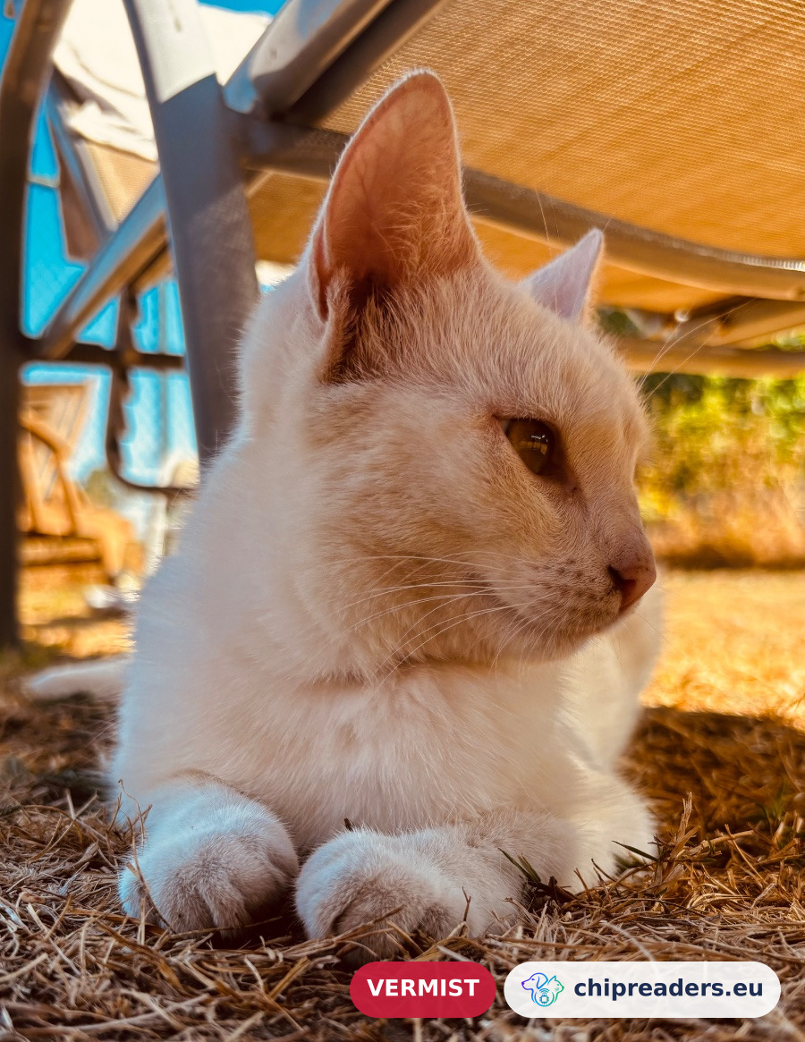 Sookie, kat