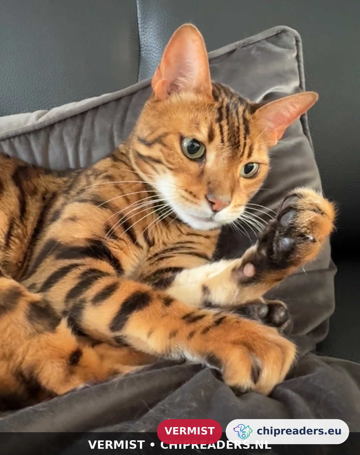 Chester, kat