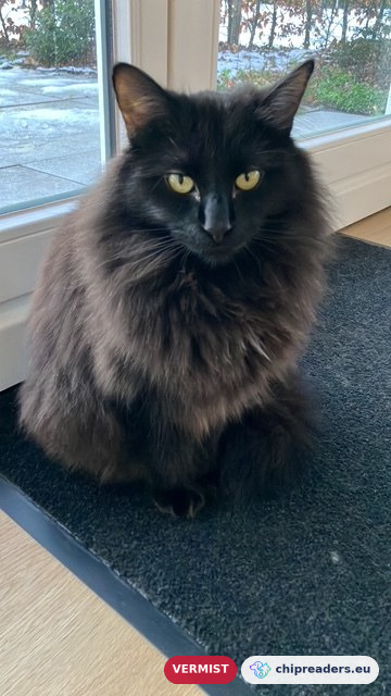 Storm, kat