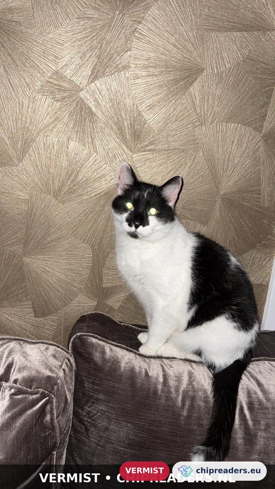 kenzo, kat