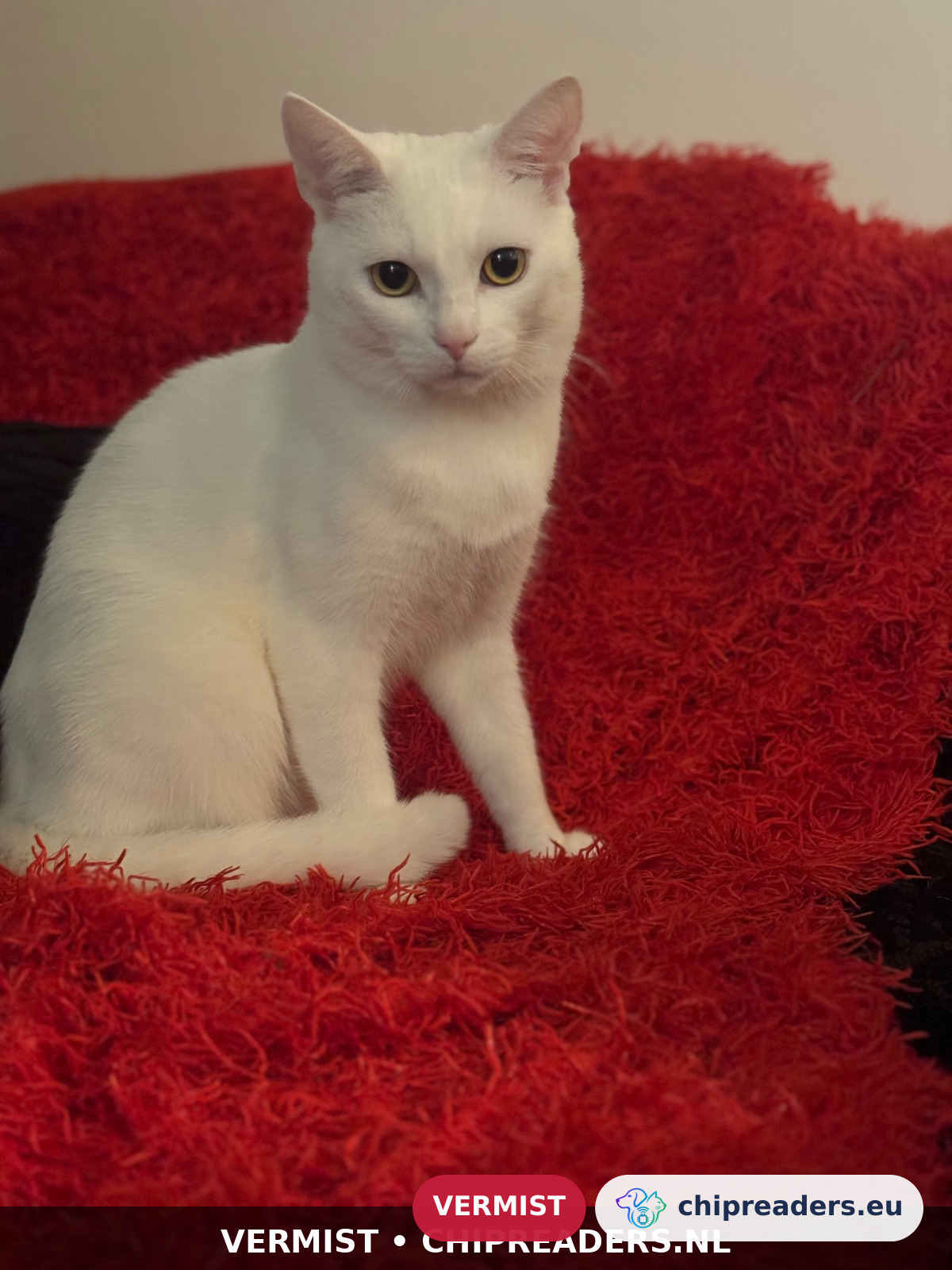 Pamuk, kat