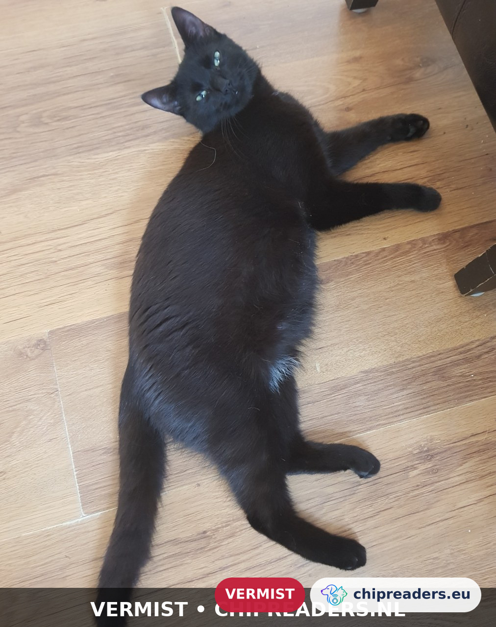 Lisa, kat