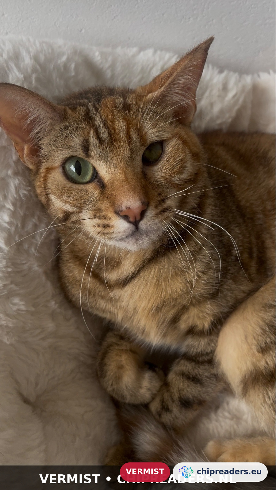 Miso, kat