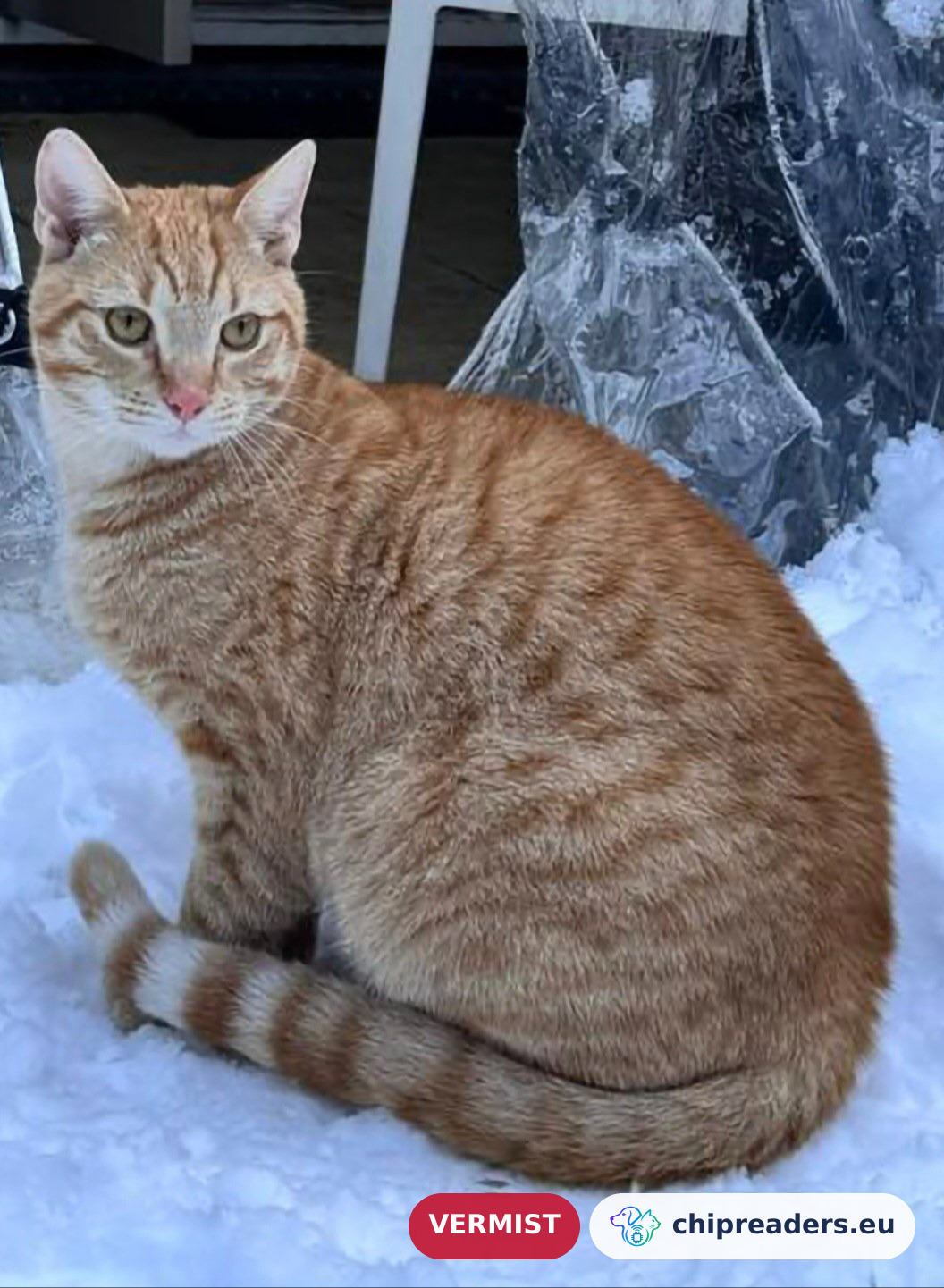 Simba, kat