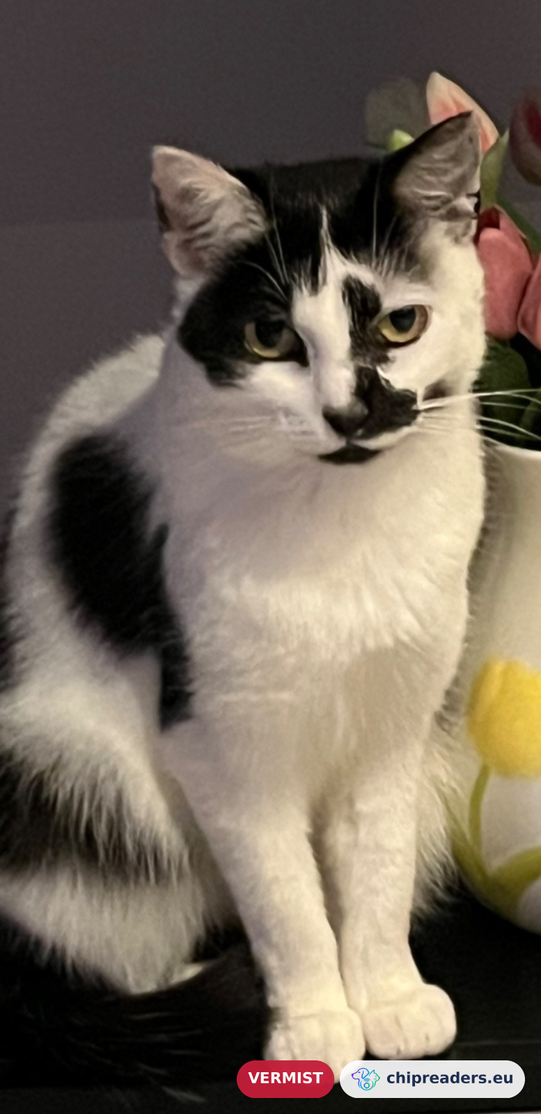 Bella, kat