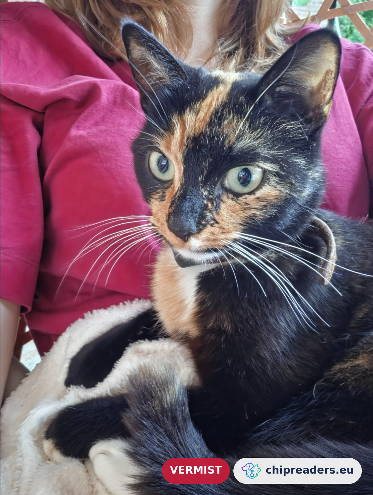 Rambo (sushi), kat