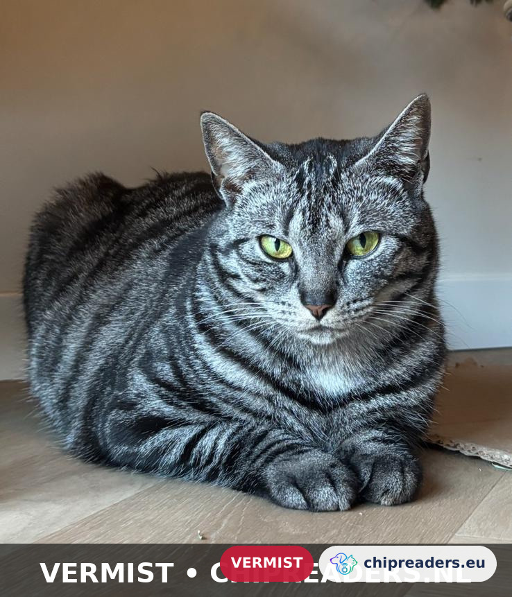 Mousie, Gato