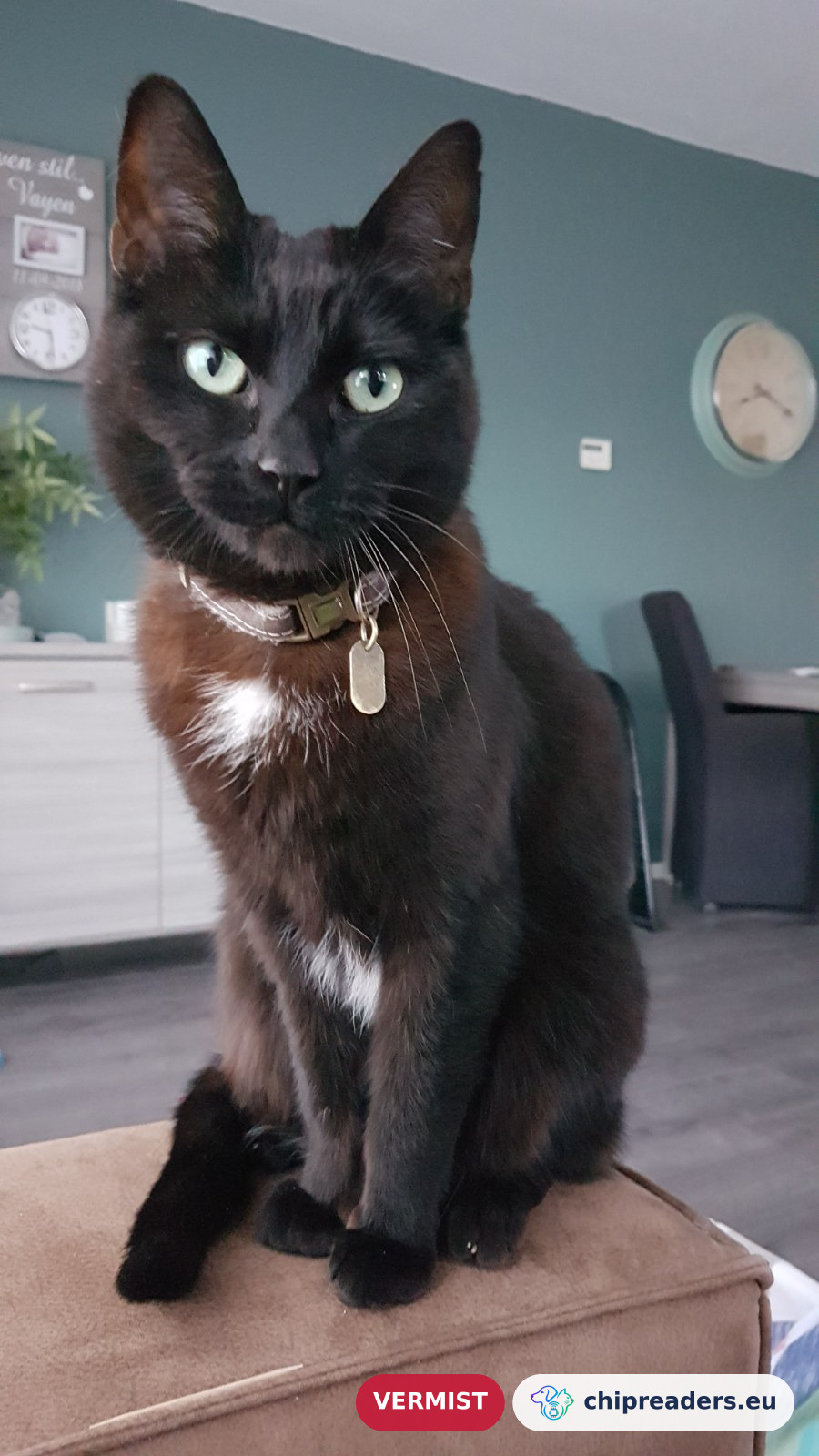 Luna, kat