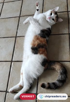Bonnie, Gato