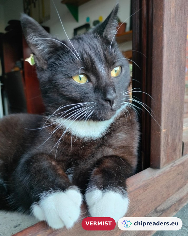 Amadeus, kat