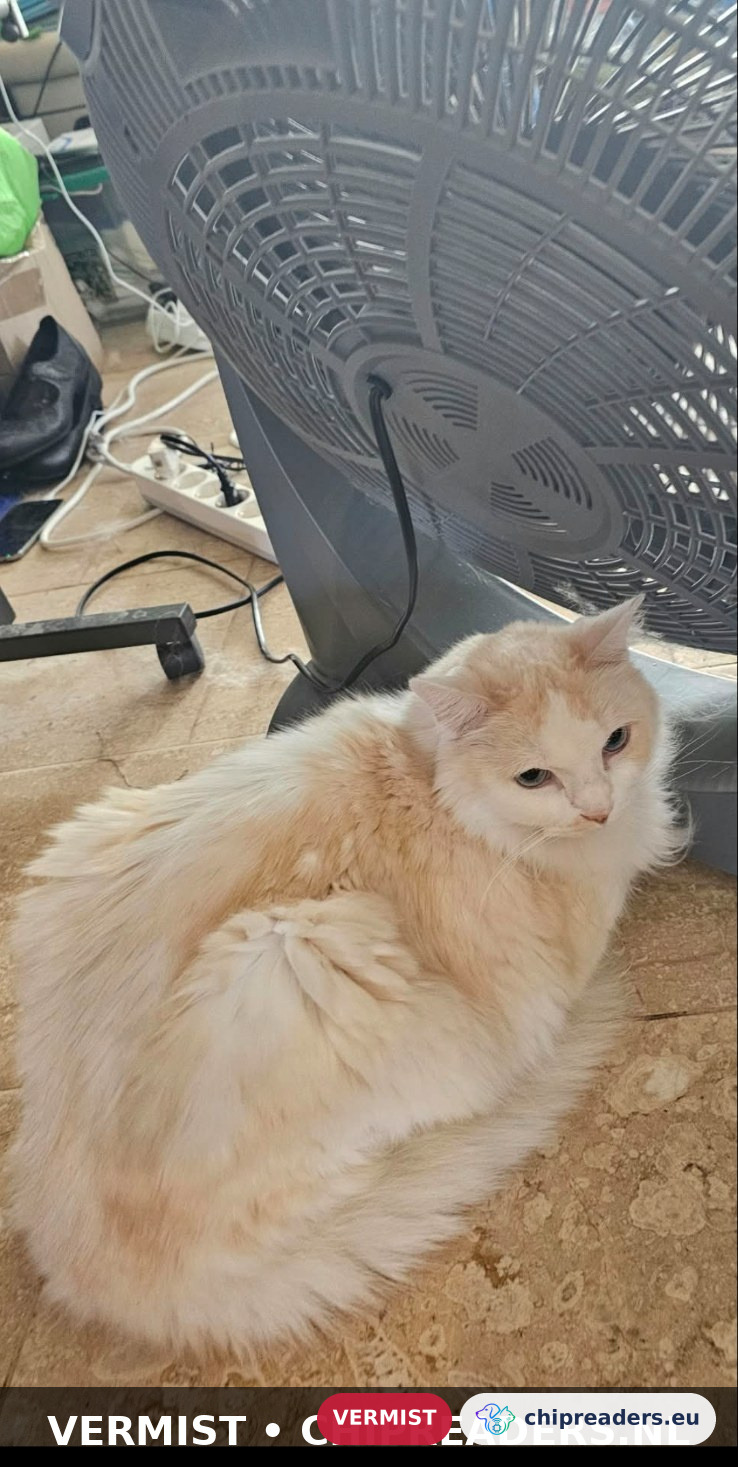 Grumpie, kat