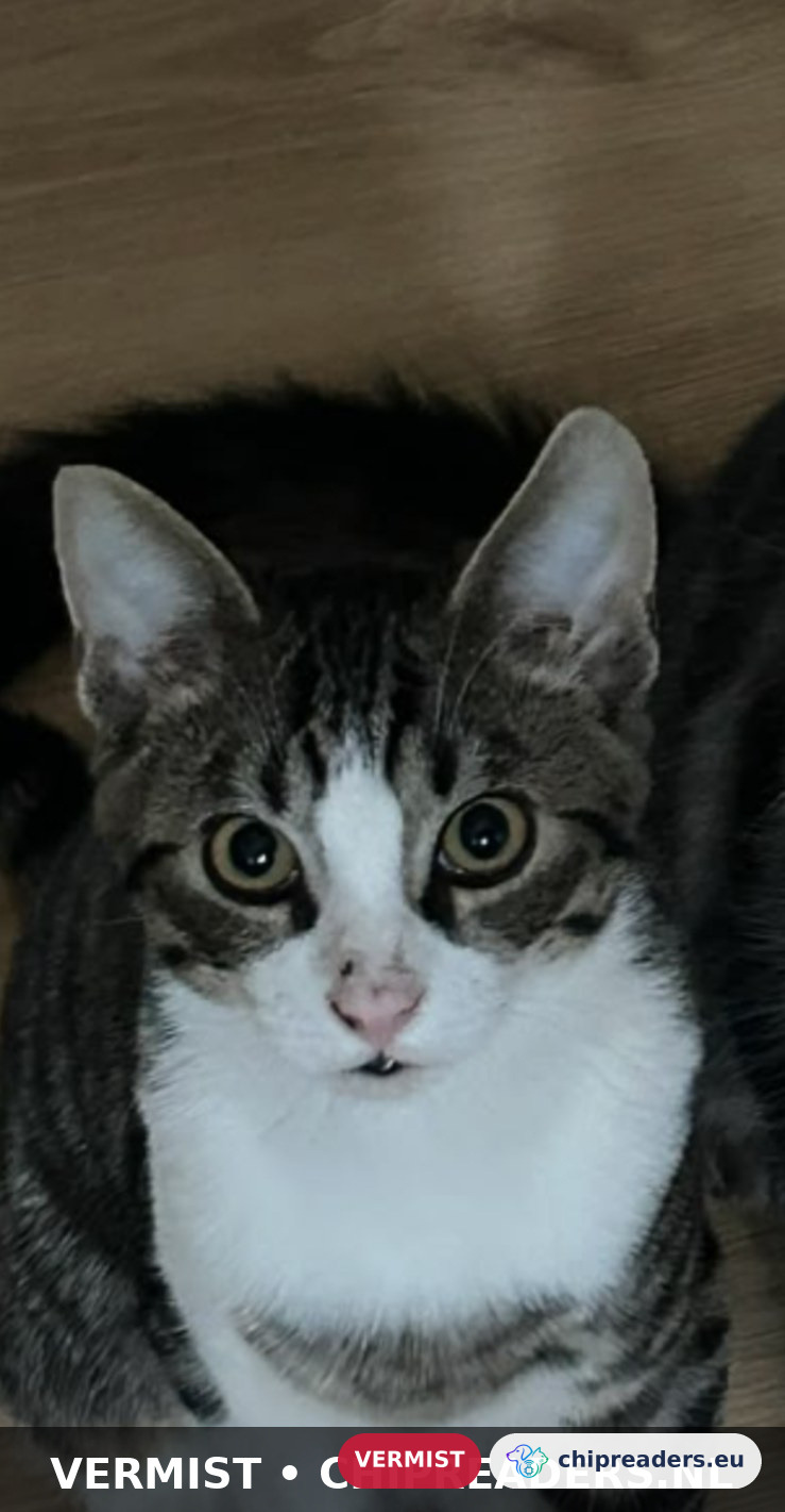Amigo, kat