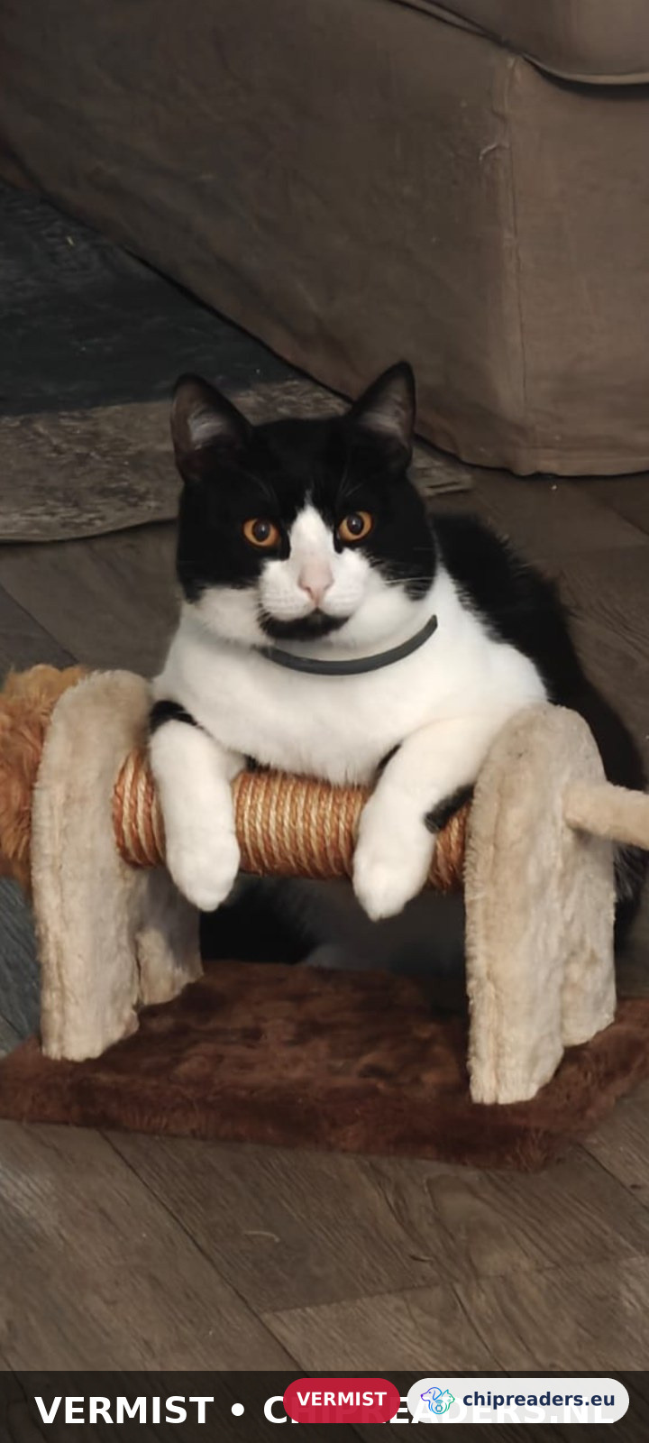 Jasper, kat