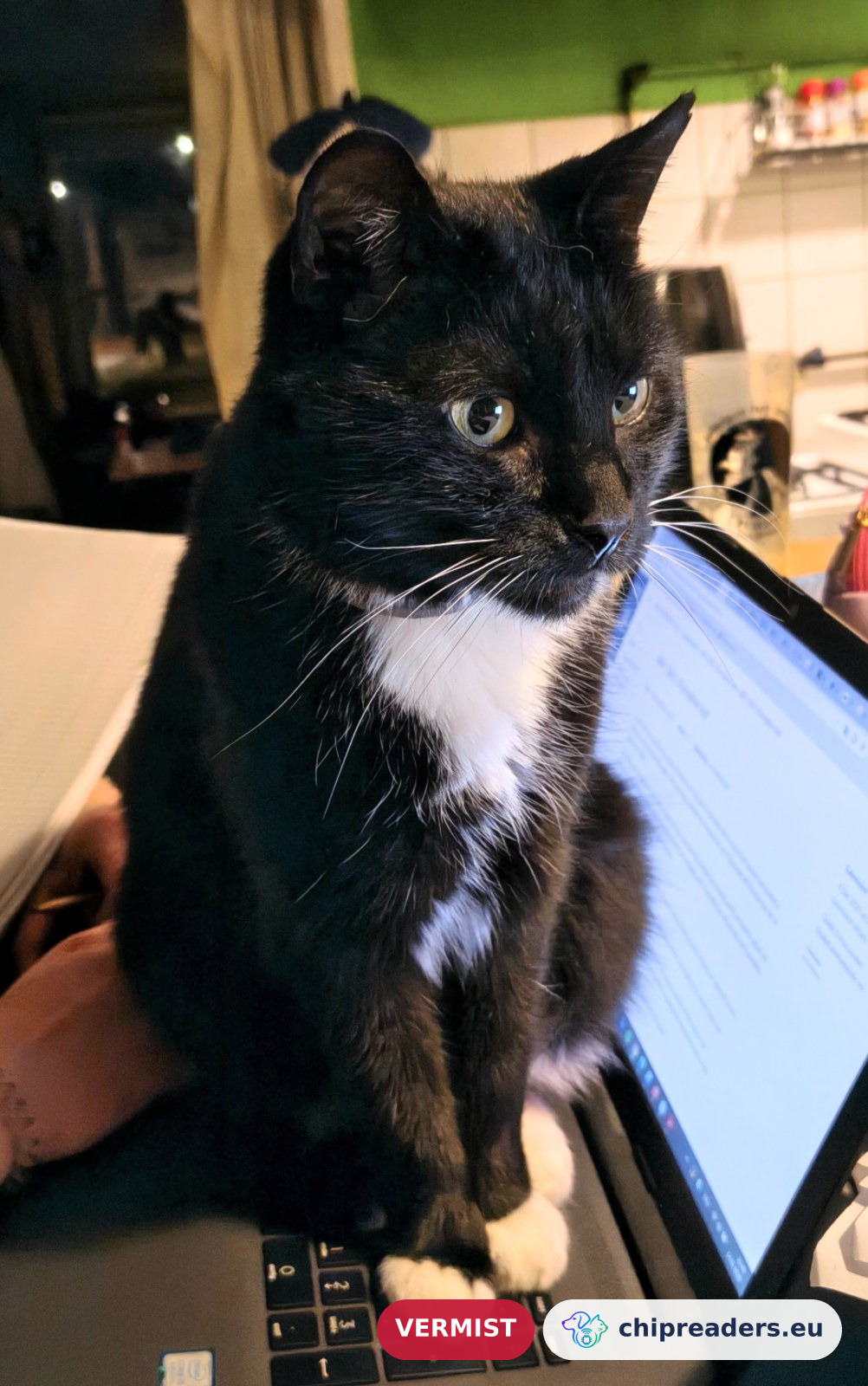 Toby, kat