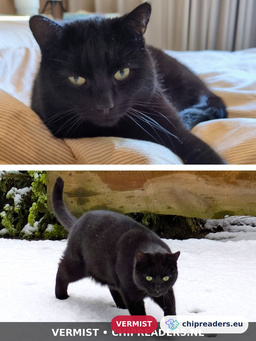 Bob, Kat