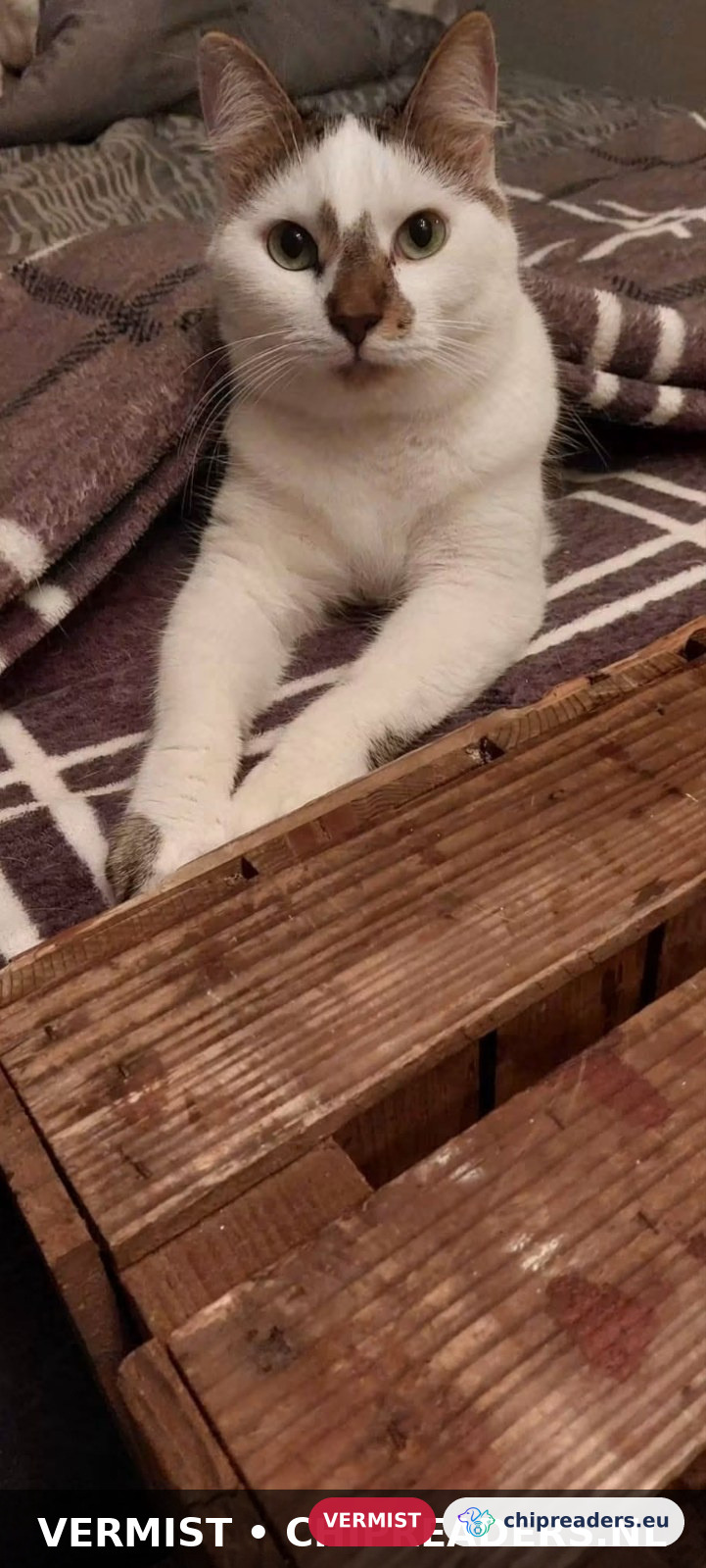 Boris, kat