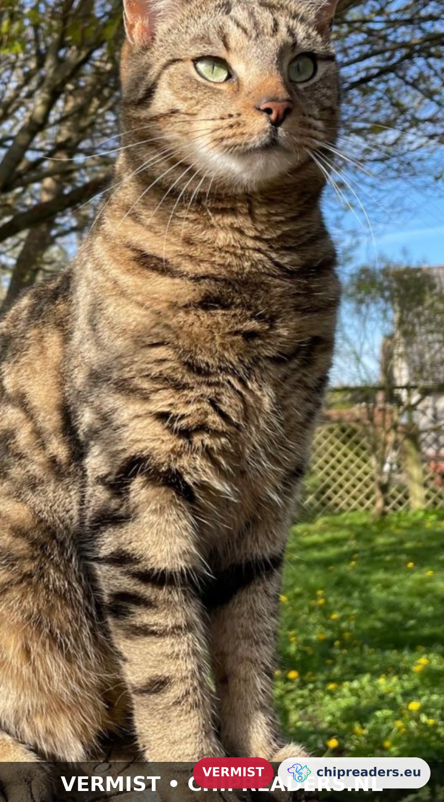 Dapper, kat