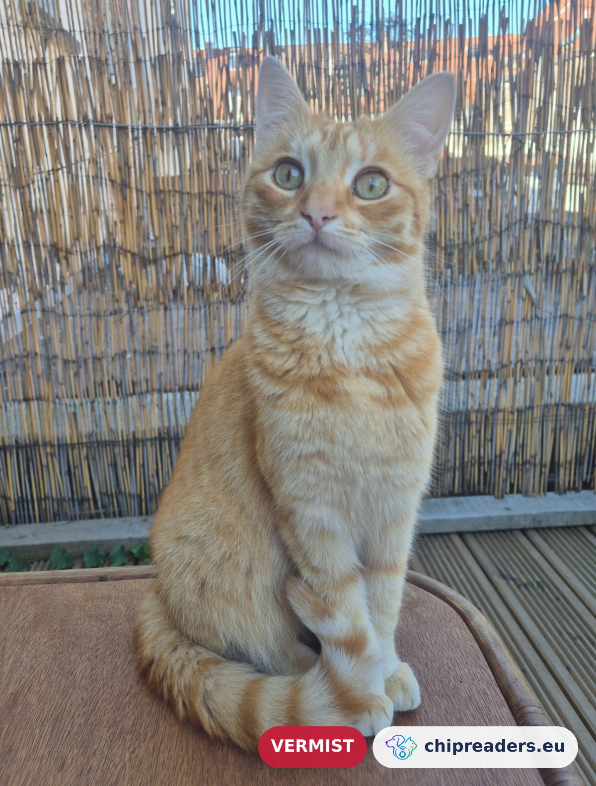 Cleo, kat