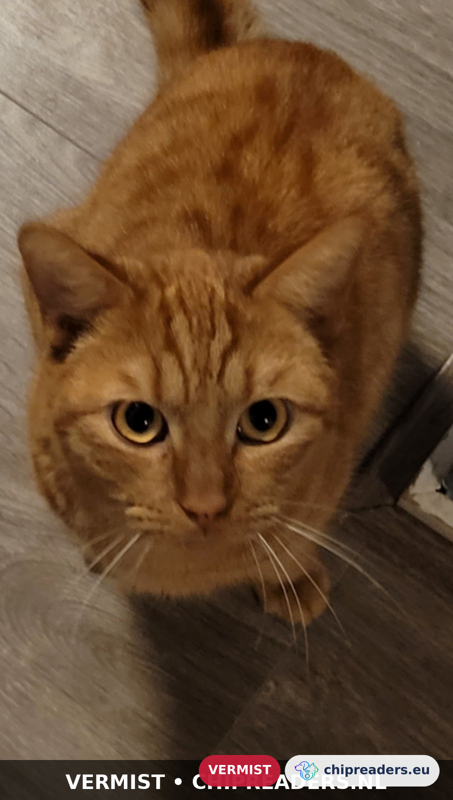 Simba, kat