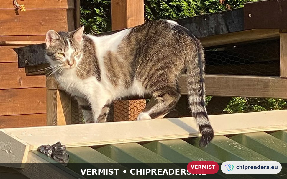 Teus, Kat