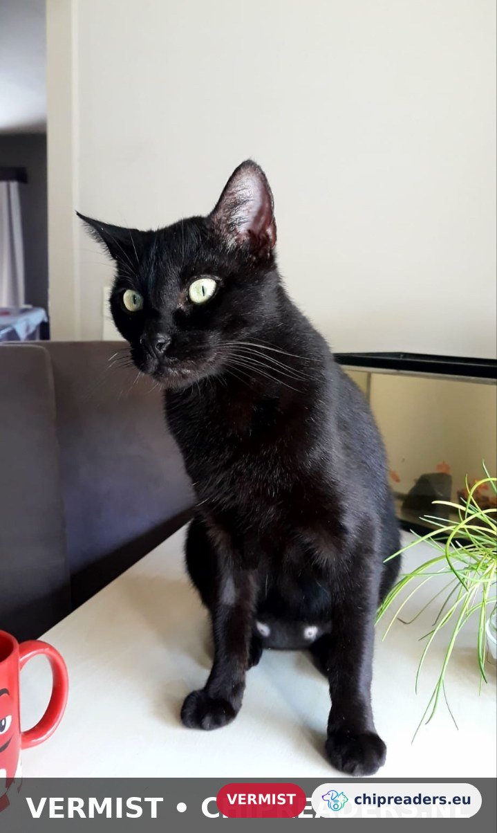 Panter, kat