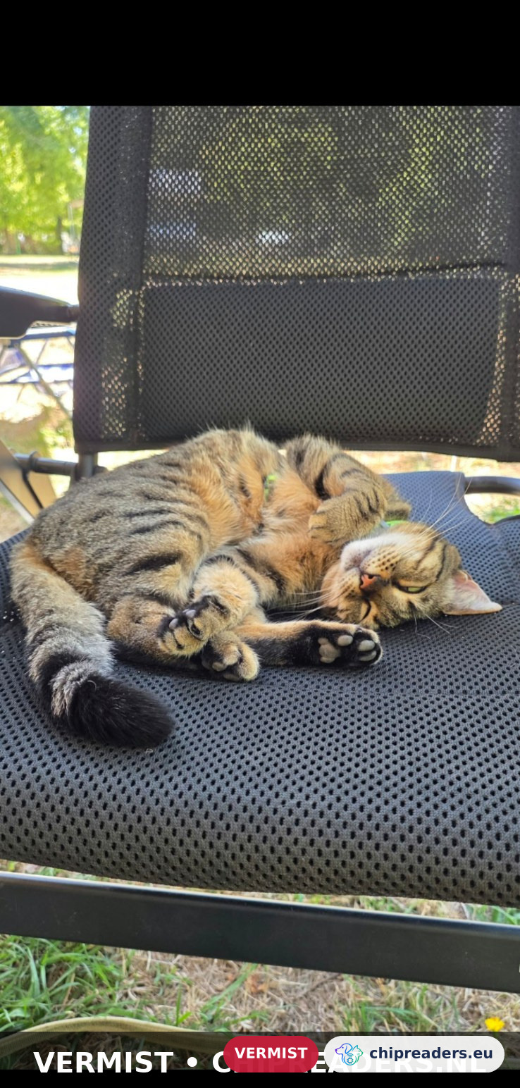 Jax, Kat