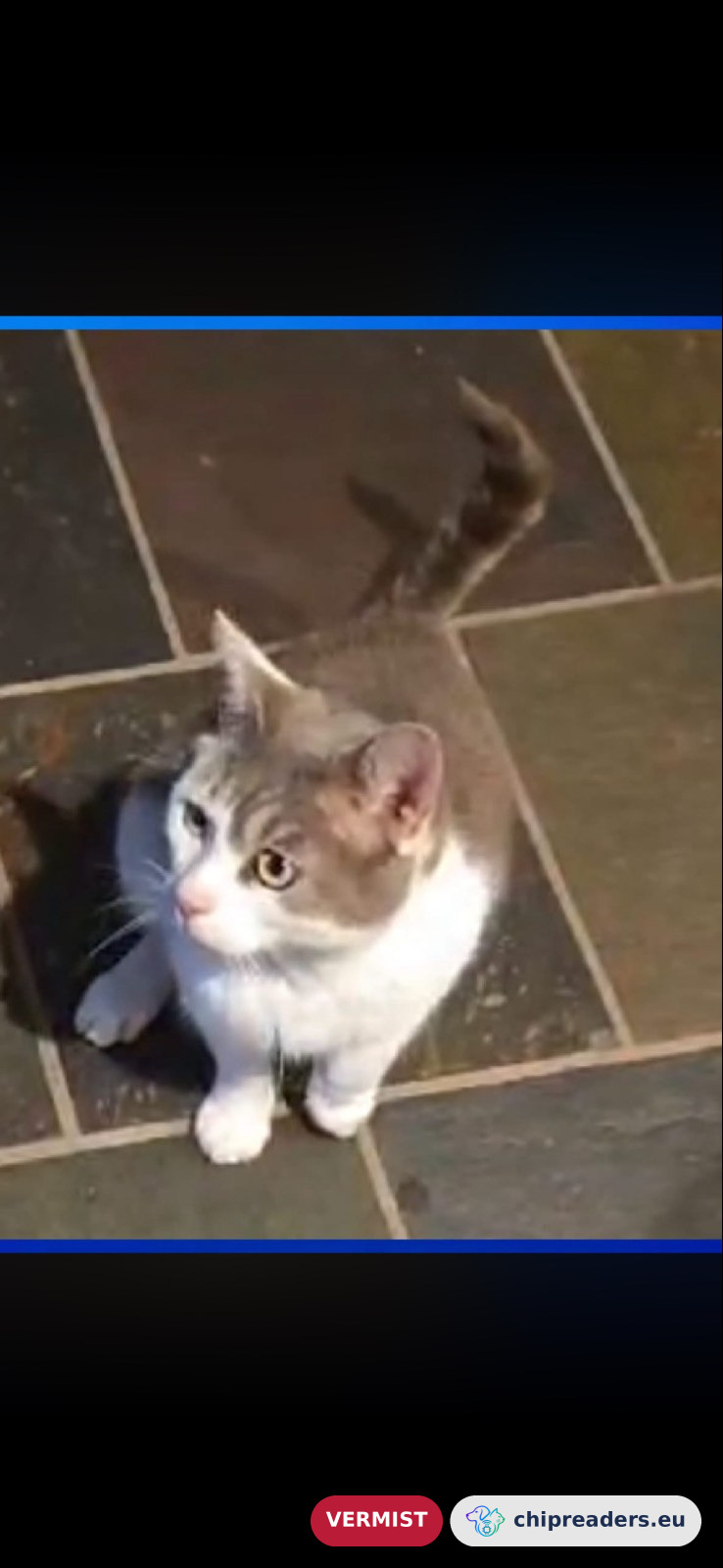 silver, kat