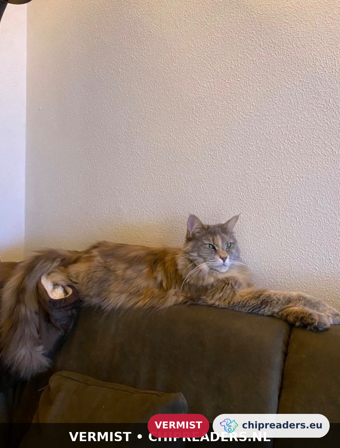Nahla, kat